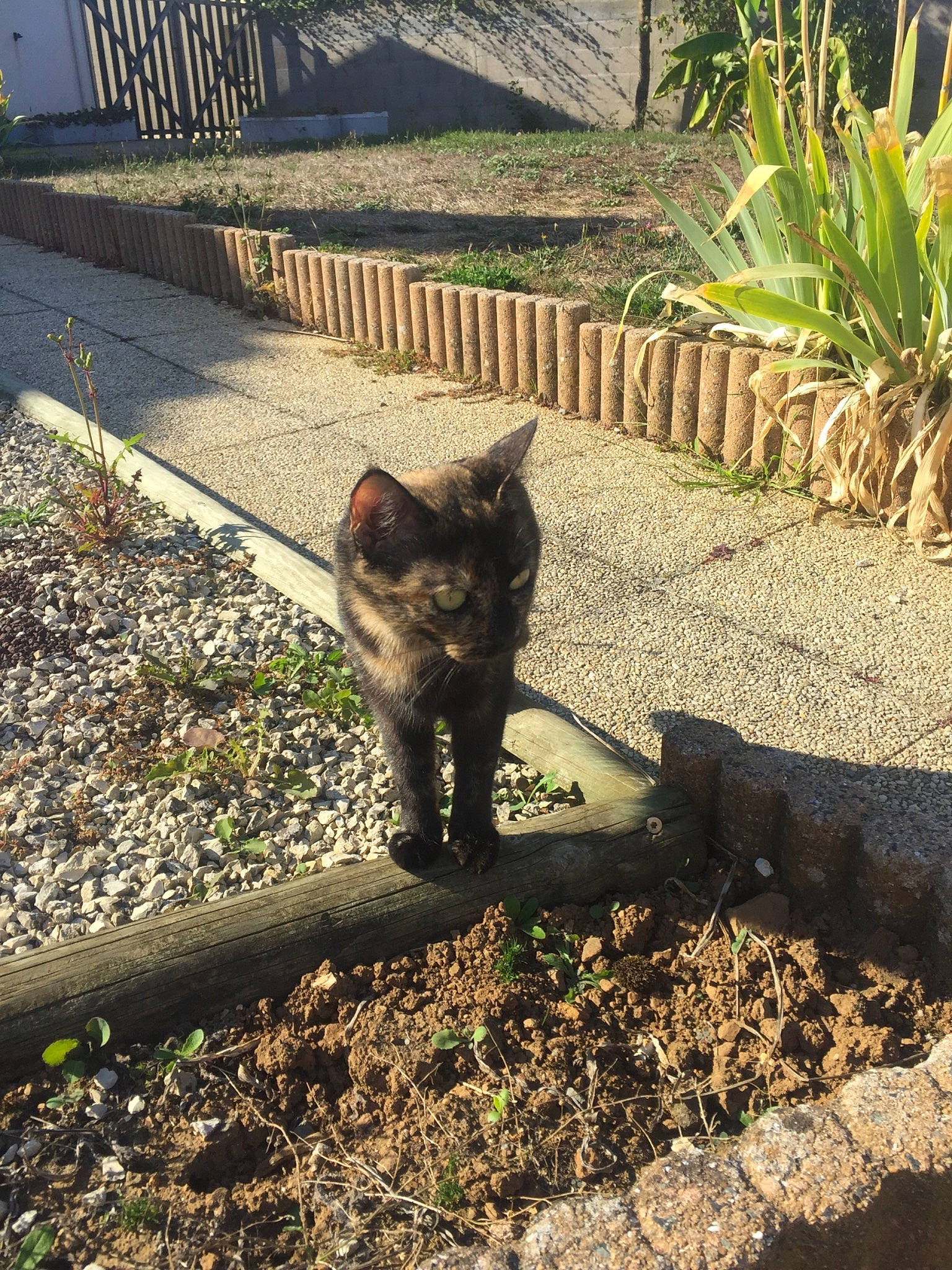 Linga a rejoint le concours — aidez-le/la à gagner de superbes lots ! black_cat, carnivore, cat, domestic_short_haired_cat, european_shorthair, felidae, german_rex, grass, iron, kitten, lawn, metal, plant, small_to_medium_sized_cats, tail, tree