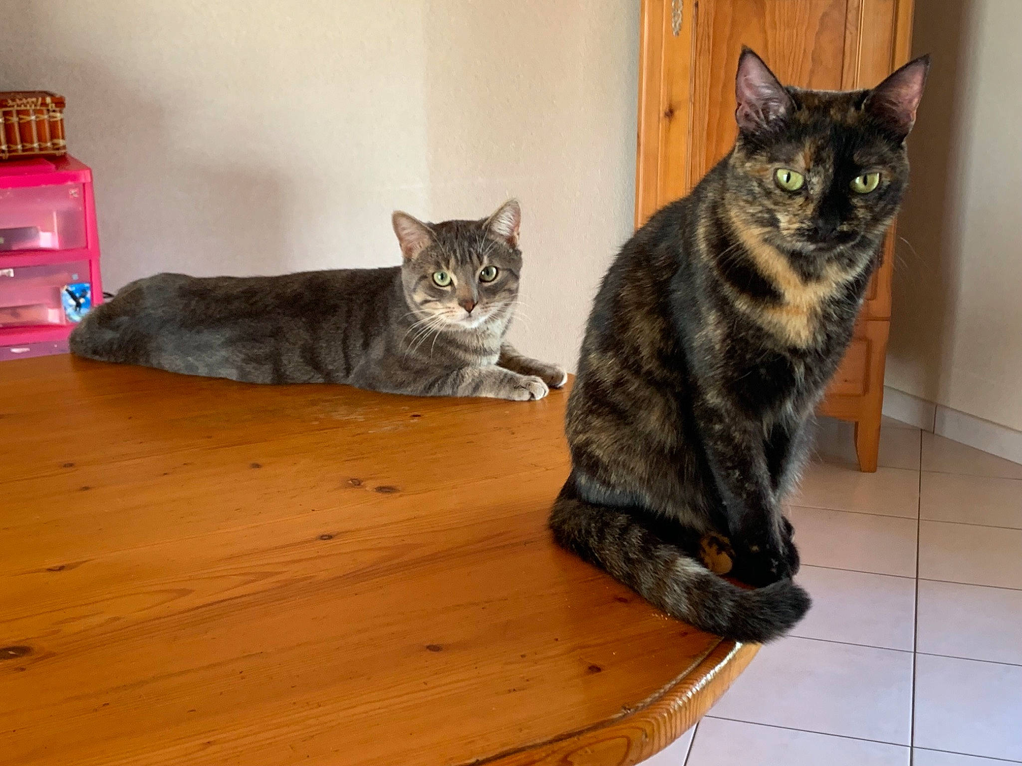 Linga participe au concours pour gagner de l'argent avec cette photo : american_shorthair, asian, california_spangled, carnivore, cat, domestic_short_haired_cat, dragon_li, european_shorthair, felidae, german_rex, kitten, kurilian_bobtail, mammal, polydactyl_cat, sitting, small_to_medium_sized_cats, tabby_cat, tail, whiskers, wood