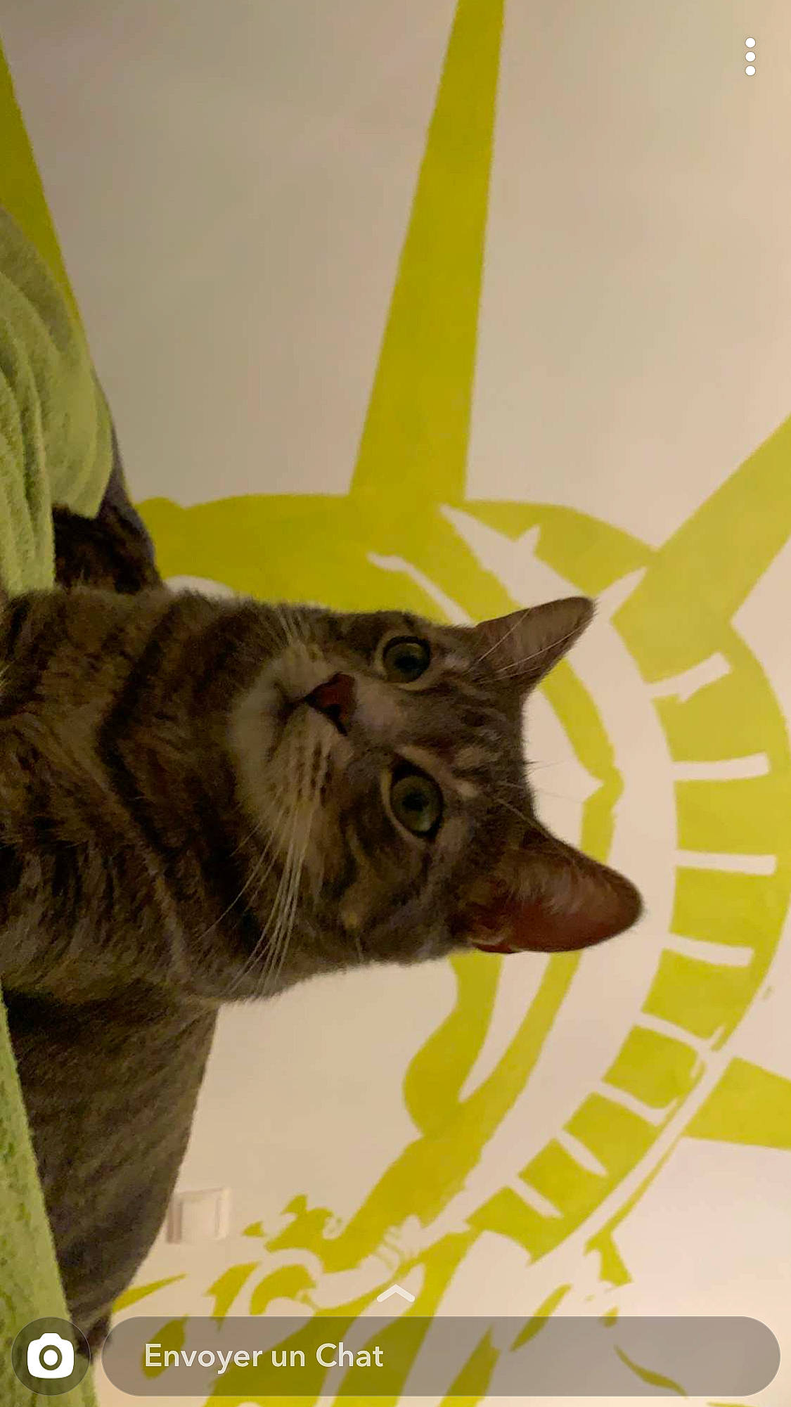 Oliver a rejoint le concours — aidez-le/la à gagner de superbes lots ! asian, burmese, california_spangled, carnivore, cat, chartreux, domestic_short_haired_cat, dragon_li, european_shorthair, felidae, german_rex, havana_brown, kitten, korat, ocicat, russian_blue, small_to_medium_sized_cats, tabby_cat, whiskers