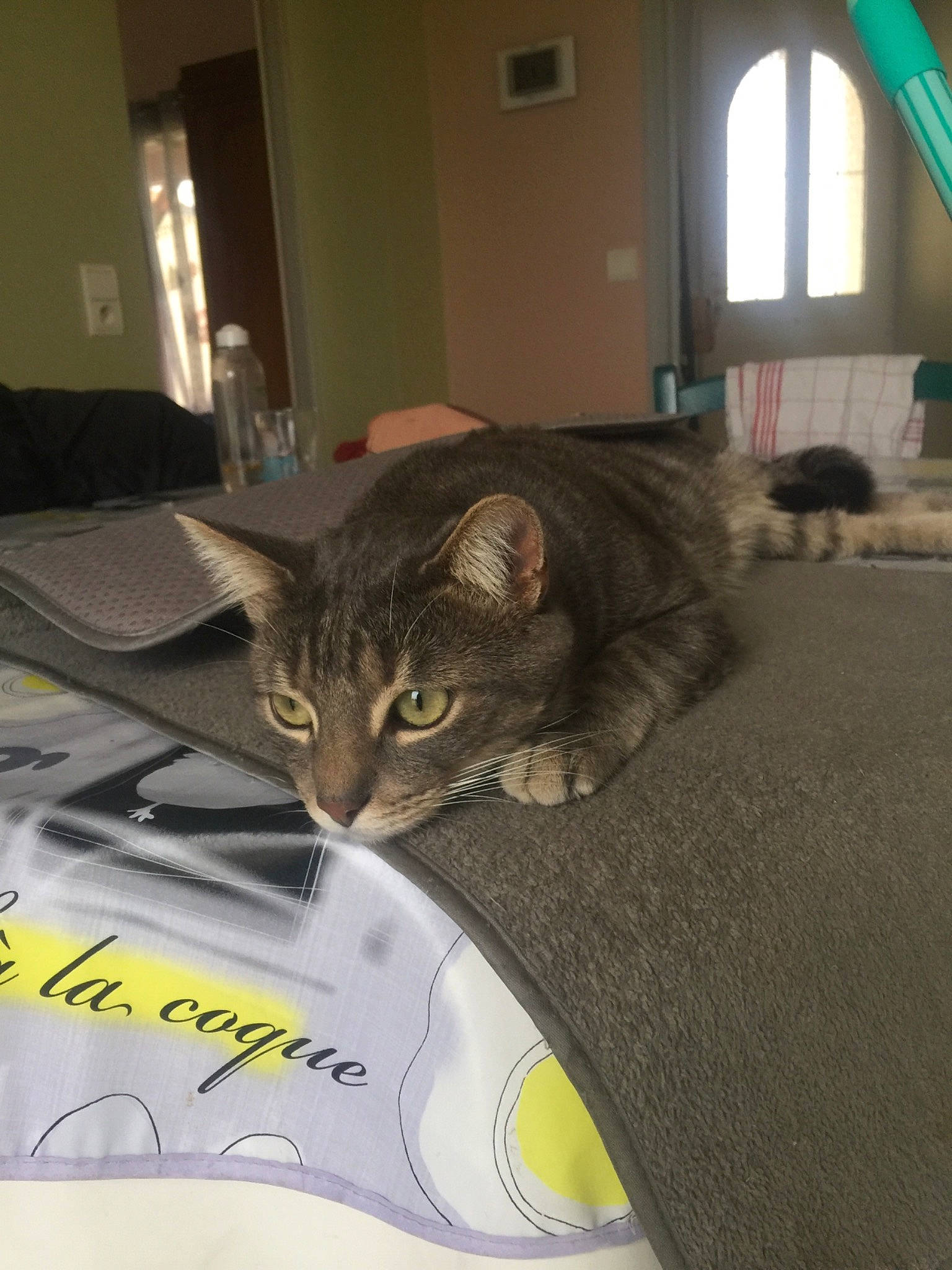 Oliver participe au concours pour gagner de l'argent avec cette photo : american_shorthair, asian, carnivore, cat, domestic_short_haired_cat, dragon_li, european_shorthair, felidae, kitten, small_to_medium_sized_cats, tabby_cat, whiskers