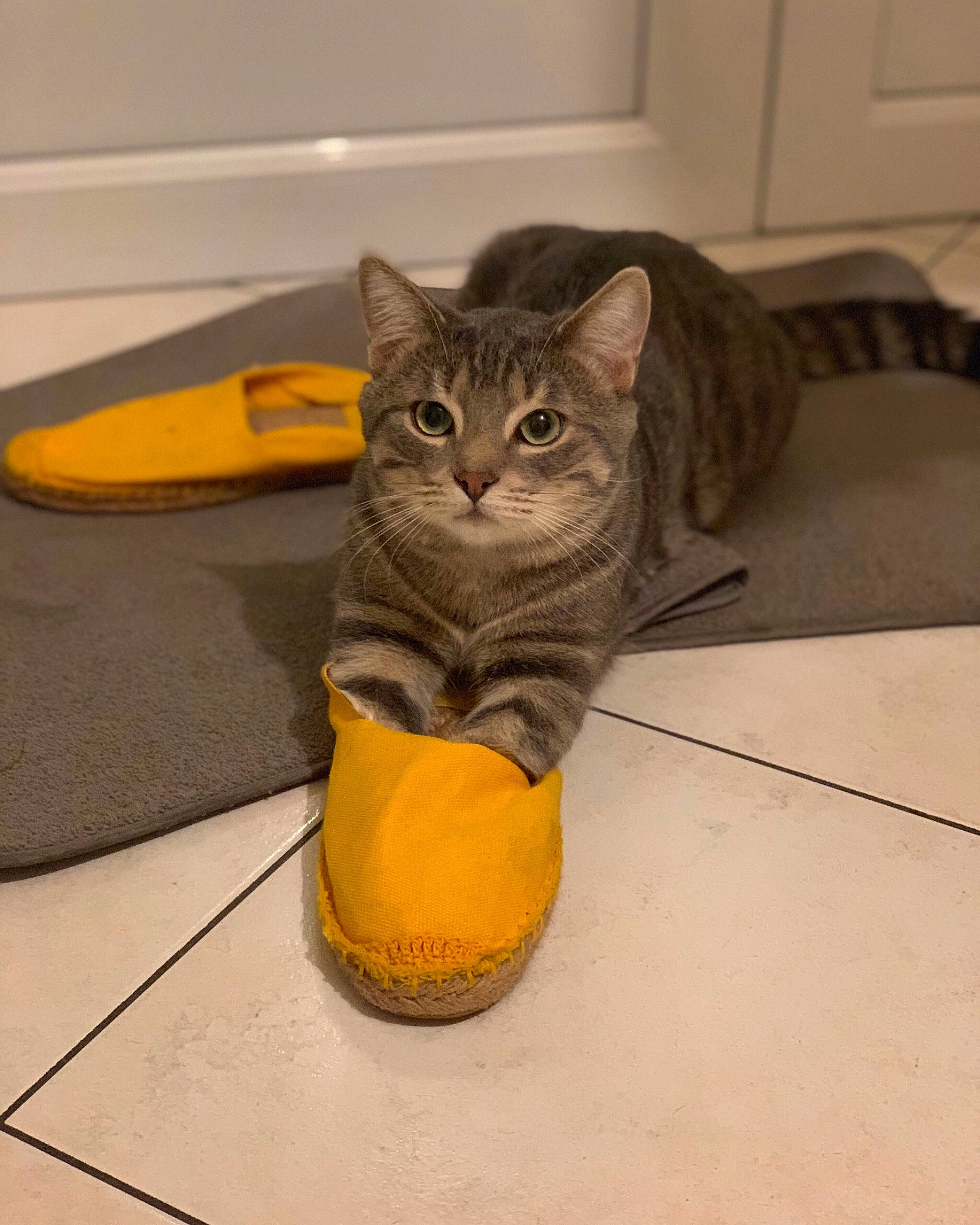 Oliver a rejoint le concours — aidez-le/la à gagner de superbes lots ! american_shorthair, asian, california_spangled, carnivore, cat, domestic_short_haired_cat, dragon_li, european_shorthair, fawn, felidae, floor, footwear, kitten, mammal, shoe, small_to_medium_sized_cats, tabby_cat, whiskers, yellow