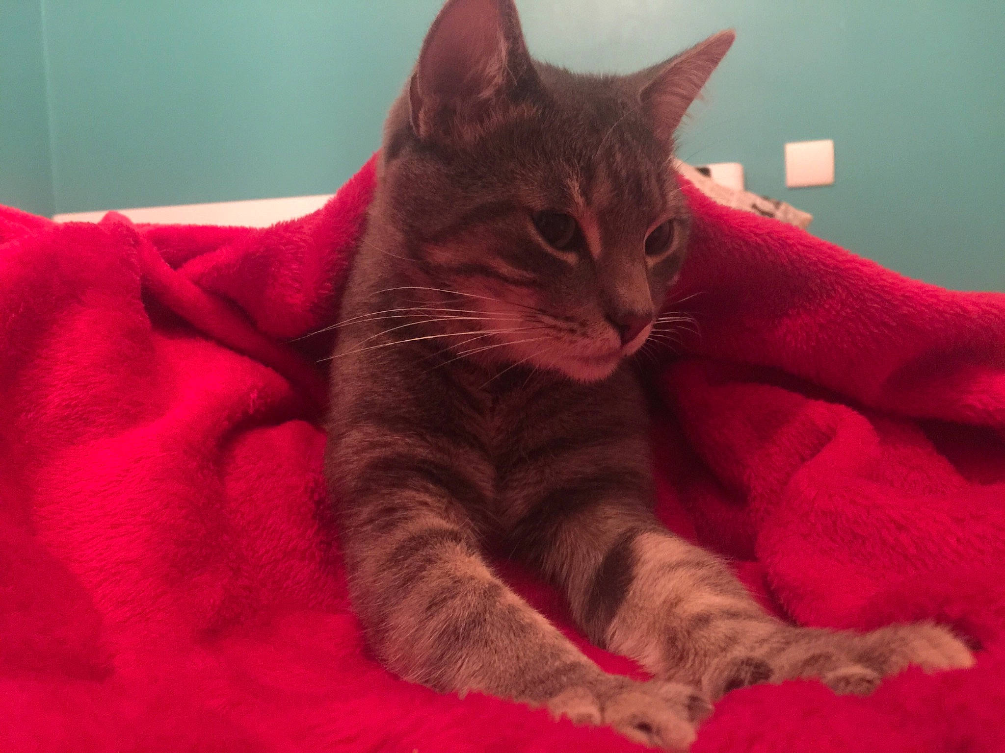 Oliver participe au concours pour gagner de l'argent avec cette photo : asian, california_spangled, carnivore, cat, domestic_short_haired_cat, dragon_li, european_shorthair, felidae, fur, kitten, mammal, small_to_medium_sized_cats, tabby_cat, whiskers