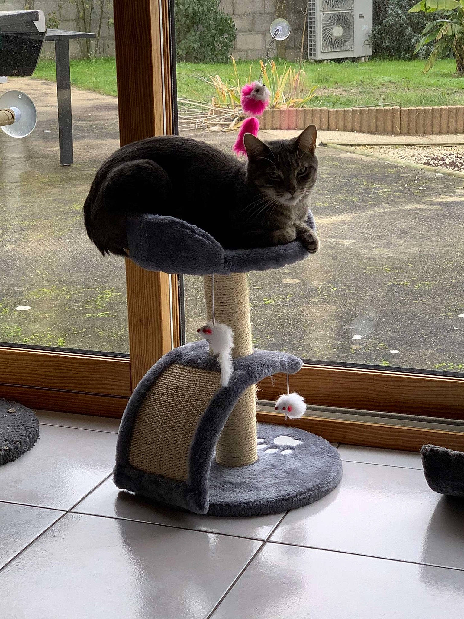 Oliver a rejoint le concours — aidez-le/la à gagner de superbes lots ! black_cat, carnivore, cat, cat_supply, domestic_short_haired_cat, european_shorthair, felidae, furniture, kitten, russian_blue, small_to_medium_sized_cats, tail, whiskers