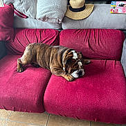 Thorsten participe au concours pour gagner de l'argent avec cette photo : bulldog, dog, pet, couch, red_couch, pillow, blanket, hat, straw_hat, magazine, floor, tile_floor, indoor, home, relaxing, sleeping, resting, furniture, canine, domestic_animal