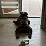 dog, bulldog, indoor, wooden_floor, rope_toy, window, door, pet, animal, relaxed, laying_down, back_view, collar, natural_light, shadow, home, flooring, quiet, resting, domestic