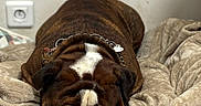 Thorsten participe au concours pour gagner de l'argent avec cette photo : animal, blanket, brown, bulldog, collar, comfort, cozy, cute, dog, fur, indoor, nap, pet, pile, relaxed, resting, sleeping, soft_texture, white_markings, wrinkles