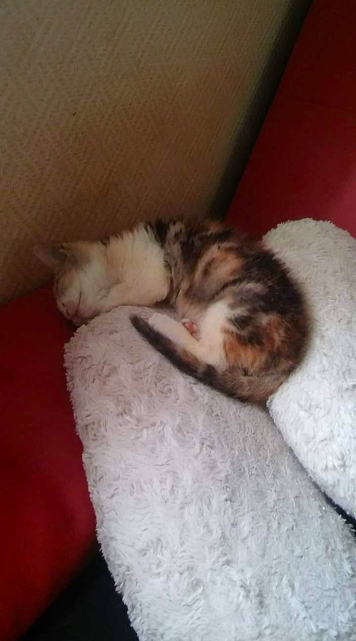 Tara Et Mila a rejoint le concours — aidez-le/la à gagner de superbes lots ! canidae, carnivore, cat, claw, comfort, dog_breed, domestic_short_haired_cat, ear, fawn, felidae, fur, hardwood, nap, paw, small_to_medium_sized_cats, sporting_group, tail, terrestrial_animal, whiskers, wood