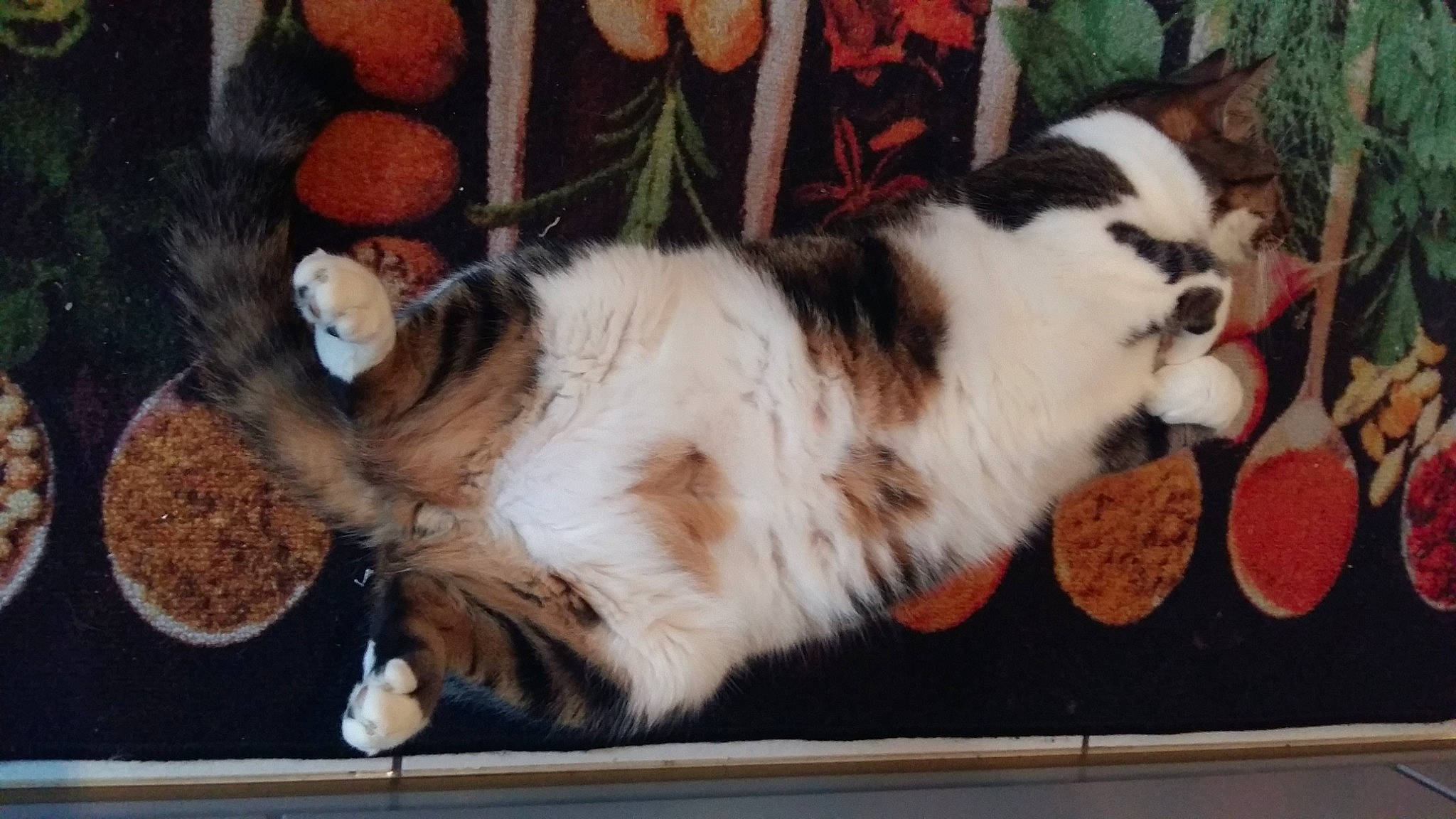 Tara Et Mila a rejoint le concours — aidez-le/la à gagner de superbes lots ! animal_shelter, box, carnivore, cat, cat_supply, claw, companion_dog, dog_breed, domestic_short_haired_cat, felidae, fur, paw, pet_supply, small_to_medium_sized_cats, snout, tableware, tail, terrestrial_animal, whiskers, window