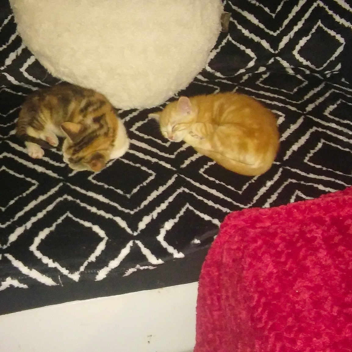 Tara Et Mila