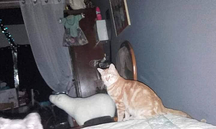 Tara Et Mila participe au concours pour gagner de l'argent avec cette photo : carnivore, cat, comfort, domestic_short_haired_cat, fawn, felidae, fur, hardwood, human_leg, musical_instrument, paw, room, sitting, small_to_medium_sized_cats, tail, whiskers, wood