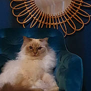 Princesse Nina a rejoint le concours — aidez-le/la à gagner de superbes lots ! cat, fluffy, chair, mirror, wicker, decor, indoor, furniture, blue_wall, pet, relaxed, seated, cozy, domestic_animal, home, living_room, reflection, round_mirror, calm, portrait