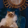 cat, fluffy, chair, mirror, wicker, decor, indoor, furniture, blue_wall, pet, relaxed, seated, cozy, domestic_animal, home, living_room, reflection, round_mirror, calm, portrait