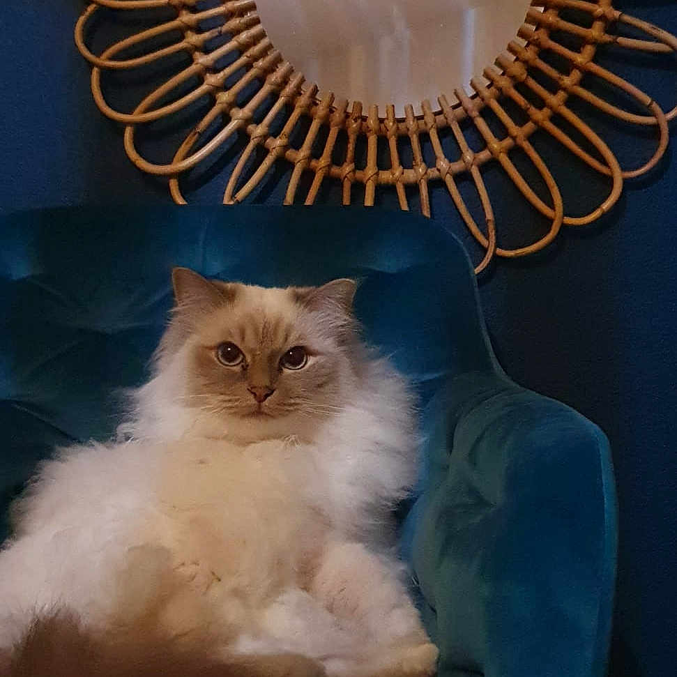 Princesse Nina a rejoint le concours — aidez-le/la à gagner de superbes lots ! blue_wall, calm, cat, chair, cozy, decor, domestic_animal, fluffy, furniture, home, indoor, living_room, mirror, pet, portrait, reflection, relaxed, round_mirror, seated, wicker