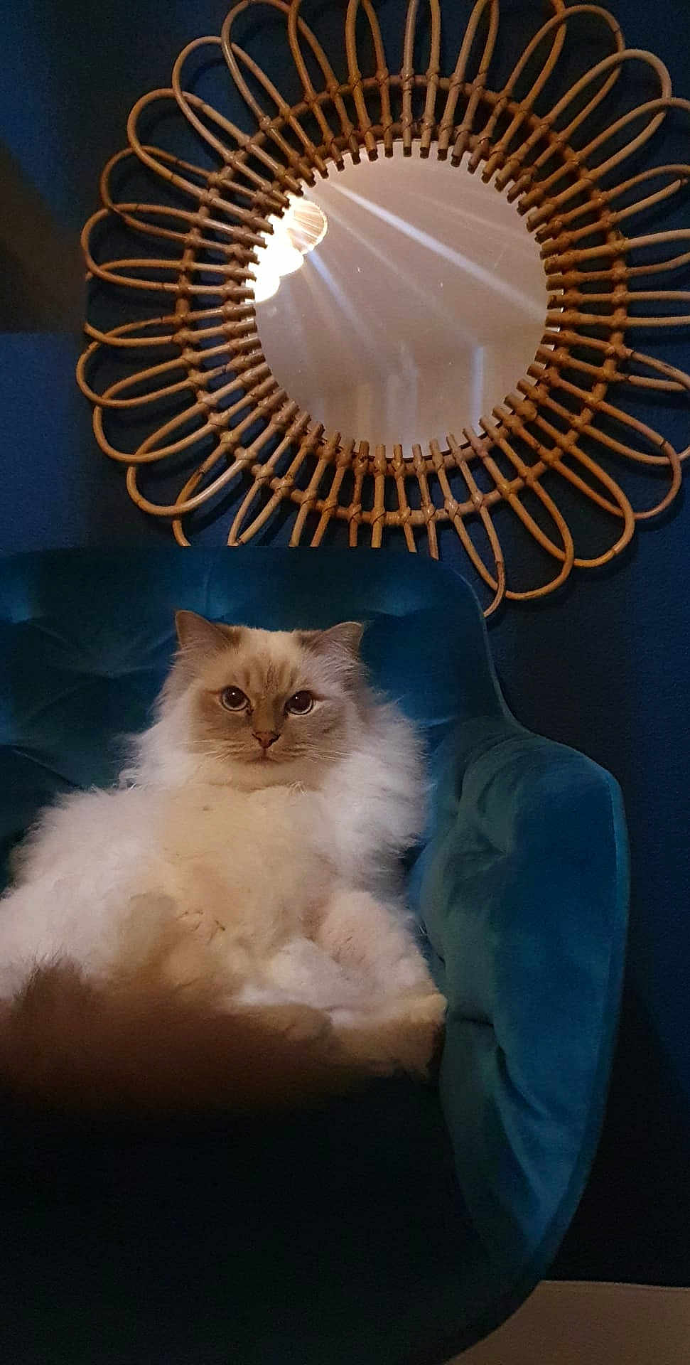 Princesse Nina a rejoint le concours — aidez-le/la à gagner de superbes lots ! cat, fluffy, chair, mirror, wicker, decor, indoor, furniture, blue_wall, pet, relaxed, seated, cozy, domestic_animal, home, living_room, reflection, round_mirror, calm, portrait
