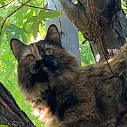 Camo Katie joined the competition — help win amazing prizes! cat, tortoiseshell, tree, leaves, branch, outdoor, animal, feline, fur, nature, sunlight, green, closeup, wildlife, mammal, pet, climbing, wood, daylight, adventure
