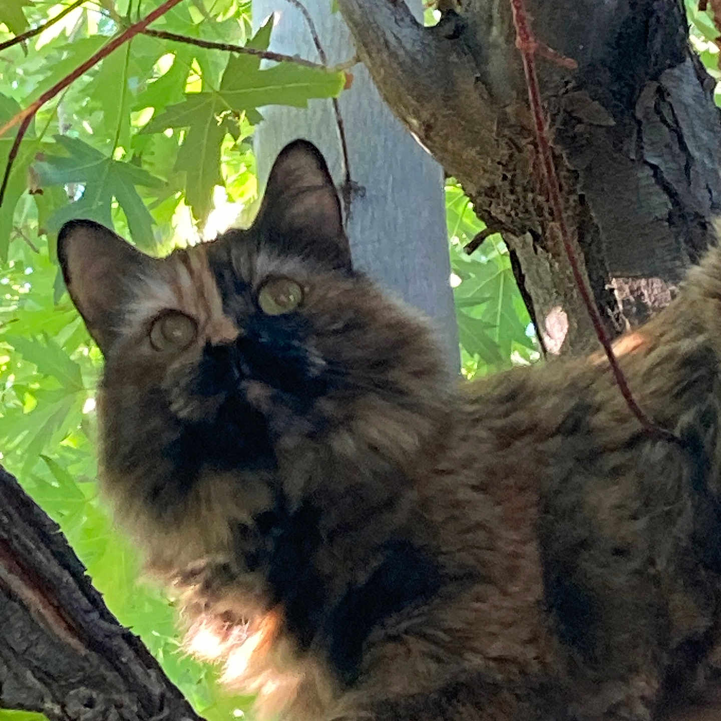 Camo Katie joined the competition — help win amazing prizes! adventure, animal, branch, cat, climbing, closeup, daylight, feline, fur, green, leaves, mammal, nature, outdoor, pet, sunlight, tortoiseshell, tree, wildlife, wood