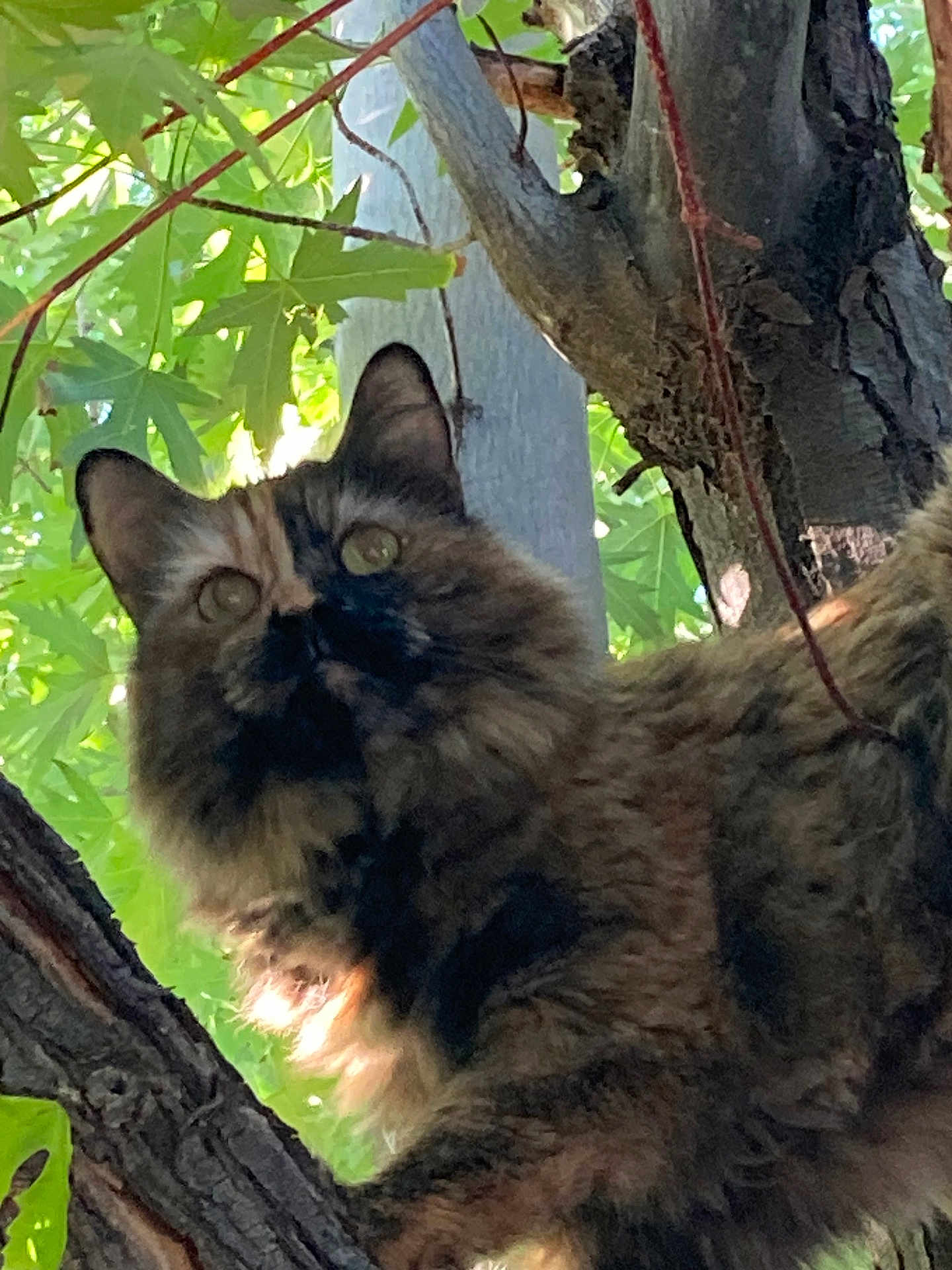 Camo Katie joined the competition — help win amazing prizes! cat, tortoiseshell, tree, leaves, branch, outdoor, animal, feline, fur, nature, sunlight, green, closeup, wildlife, mammal, pet, climbing, wood, daylight, adventure