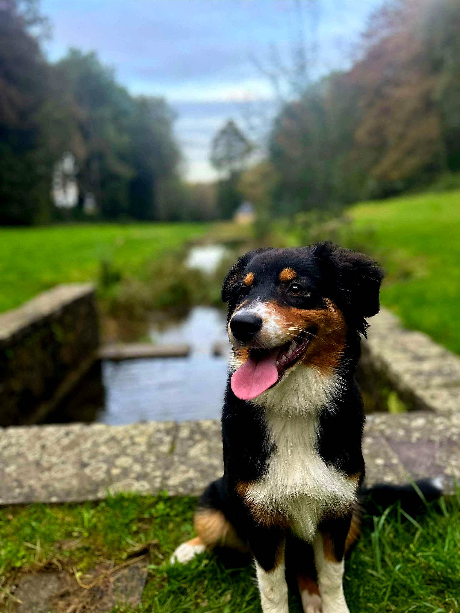 Freya a rejoint le concours — aidez-le/la à gagner de superbes lots ! bernese_mountain_dog, canidae, carnivore, cloud, collar, companion_dog, dog, dog_breed, dog_collar, grass, guard_dog, herding_dog, landscape, plant, sky, snout, sporting_group, tree, water, working_dog
