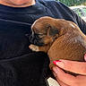 puppy, dog, sleeping, curled_up, brown_fur, small_dog, short_muzzle, person, face, hand, fingernails, polka_dot_nails, black_shirt, cuddling, lap, outdoor, trees, parked_car, close_up, pet