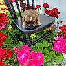 puppy, dog, small_dog, brown_fur, white_marking, sleepy, cute, sitting, chair, outdoor, garden, flowers, geraniums, red_flowers, pink_flowers, green_leaves, plants, porch, home_exterior, gravel