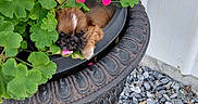Tink is registered to the contest to win money with this photo: puppy, dog, small_dog, brown_fur, white_marking, black_muzzle, pet, animal, flower_pot, potted_plant, pink_flowers, green_leaves, garden, outdoor, gravel, tire_planter, hiding, portrait, cute, close_up