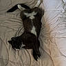 Charlie Nguyen joined the competition — help win amazing prizes! cat, tuxedo_cat, pet, animal, sleeping, relaxed, bed, quilt, white_paws, fur, whiskers, indoor, cozy, resting, mammal, cute, domestic_animal, feline, soft, comfort
