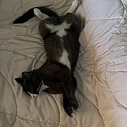cat, tuxedo_cat, pet, animal, sleeping, relaxed, bed, quilt, white_paws, fur, whiskers, indoor, cozy, resting, mammal, cute, domestic_animal, feline, soft, comfort