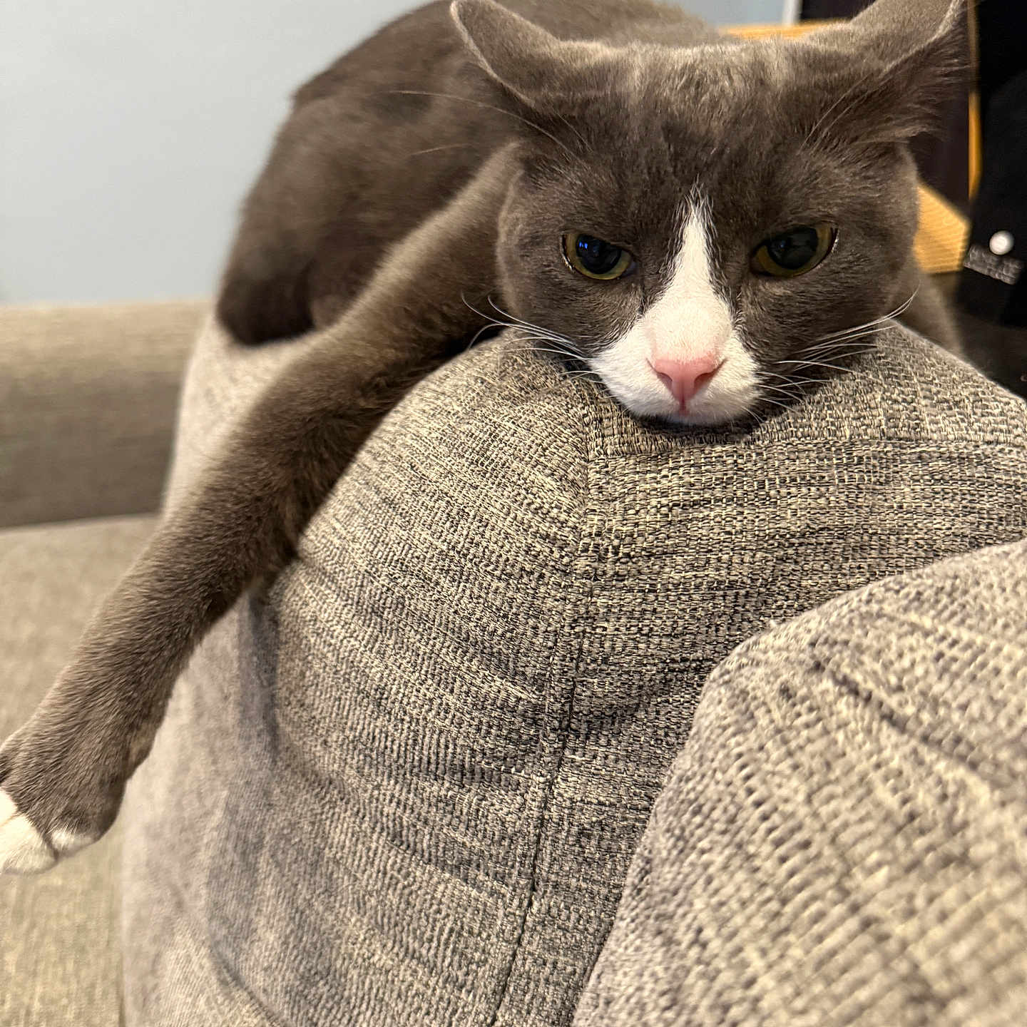 Charlie Nguyen is registered to the contest to win money with this photo: cat, gray_cat, white_face, feline, pet, indoor, sofa, couch, relaxed, resting, paw, fur, closeup, texture, fabric, home, living_room, wall_photos, animal, cute