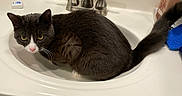 Charlie Nguyen is registered to the contest to win money with this photo: cat, sink, bathroom, faucet, countertop, soap_dispenser, tuxedo_cat, pet, curious, domestic_animal, white_cabinet, indoor, fur, whiskers, tail, pink_nose, yellow_eyes, household, clean, still_life