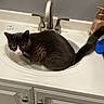 cat, sink, bathroom, faucet, countertop, soap_dispenser, tuxedo_cat, pet, curious, domestic_animal, white_cabinet, indoor, fur, whiskers, tail, pink_nose, yellow_eyes, household, clean, still_life