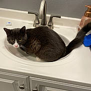 cat, sink, bathroom, faucet, countertop, soap_dispenser, tuxedo_cat, pet, curious, domestic_animal, white_cabinet, indoor, fur, whiskers, tail, pink_nose, yellow_eyes, household, clean, still_life