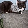 Charlie Nguyen is registered to the contest to win money with this photo: cat, tuxedo_cat, yellow_eyes, couch, gray_couch, indoor, pet, feline, netted_collar, costume, resting, fur, whiskers, pink_nose, ears, wall, texture, animal, domestic, relaxing