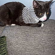 cat, tuxedo_cat, yellow_eyes, couch, gray_couch, indoor, pet, feline, netted_collar, costume, resting, fur, whiskers, pink_nose, ears, wall, texture, animal, domestic, relaxing