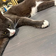 Charlie Nguyen is registered to the contest to win money with this photo: cat, gray_cat, white_paws, whiskers, indoor, wooden_surface, relaxed, laying_down, pet, feline, close_up, fur, yellow_eyes, domestic_cat, animal, cute, lazy, resting, household, companion