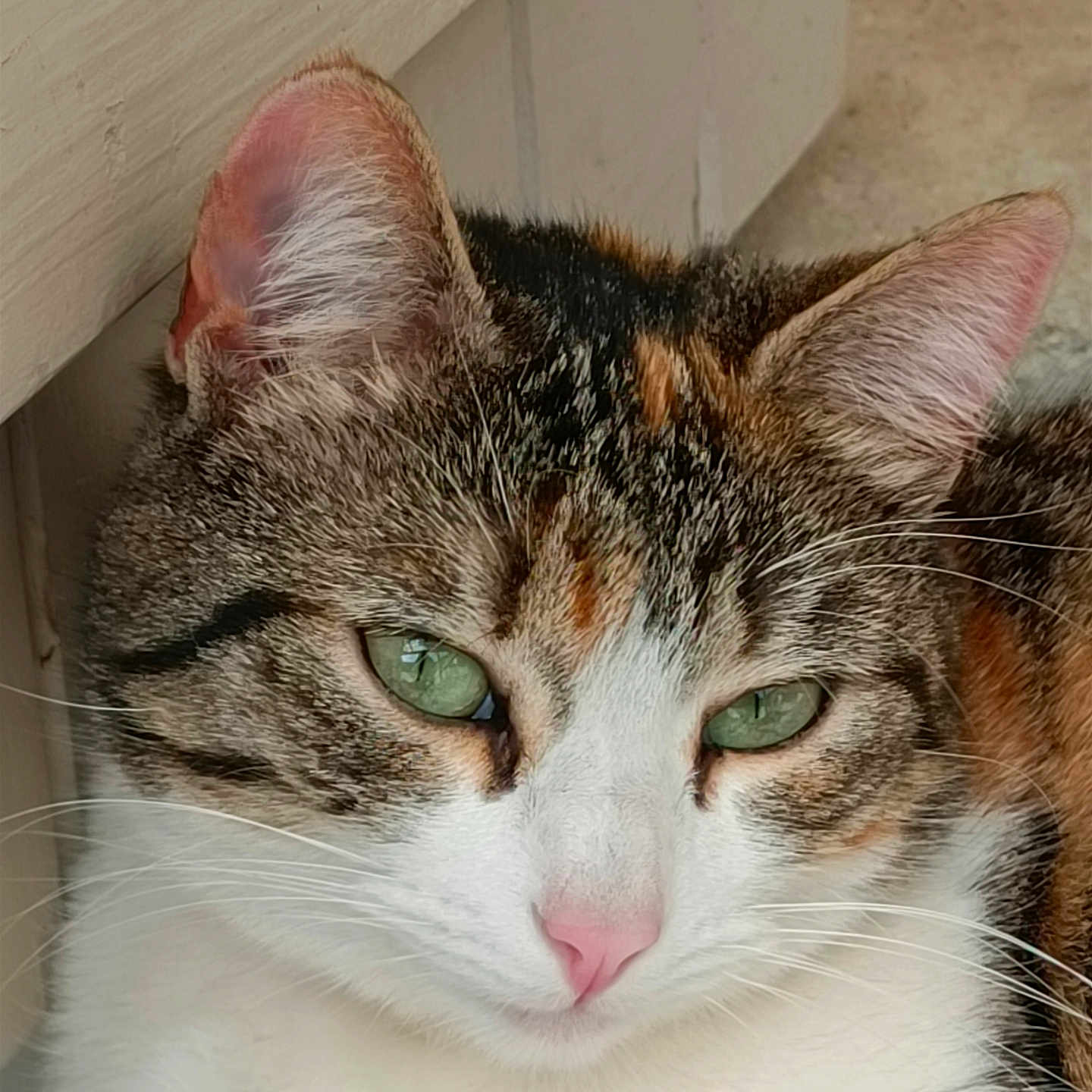 Vaia a rejoint le concours — aidez-le/la à gagner de superbes lots ! cat, tabby, green_eyes, pink_nose, close_up, resting, feline, pet, whiskers, fur, indoor, wooden_surface, concrete_floor, calm, animal, cute, mammal, domestic_animal, portrait, relaxed