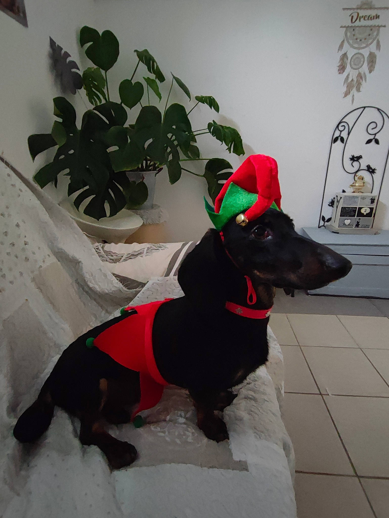 Phénix a rejoint le concours — aidez-le/la à gagner de superbes lots ! canidae, carmine, carnivore, collar, companion_dog, dog, dog_breed, dog_clothes, dog_collar, dog_supply, fashion_accessory, fawn, fur, leash, pet_supply, plant, snout, sporting_group, tail, working_animal