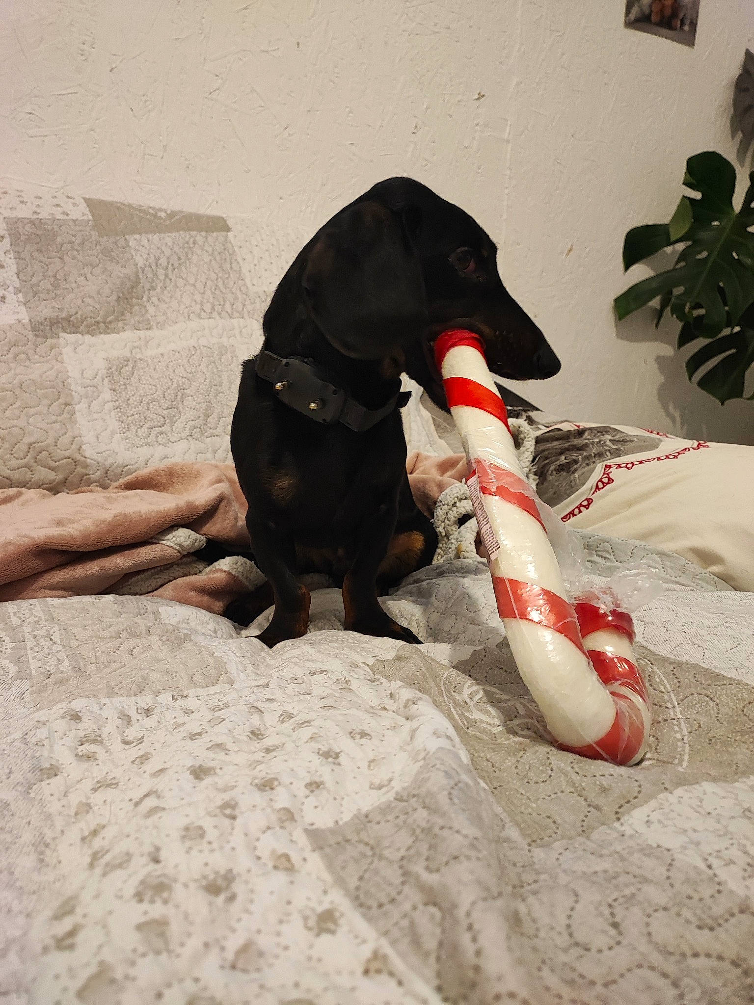 Phénix participe au concours pour gagner de l'argent avec cette photo : canidae, carmine, carnivore, claw, comfort, companion_dog, dog, dog_breed, flooring, foot, fur, guard_dog, human_leg, paw, sporting_group, tail, terrestrial_animal, toy, toy_dog, working_animal