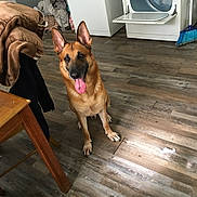 Stewart Little is registered to the contest to win money with this photo: dog, german_shepherd, indoor, laundry_room, floor, tongue_out, ears_up, household, dryer, broom, clothes, wooden_floor, pet, animal, sitting, happy, tongue, ears, domestic, canine