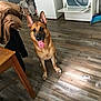 dog, german_shepherd, indoor, laundry_room, floor, tongue_out, ears_up, household, dryer, broom, clothes, wooden_floor, pet, animal, sitting, happy, tongue, ears, domestic, canine