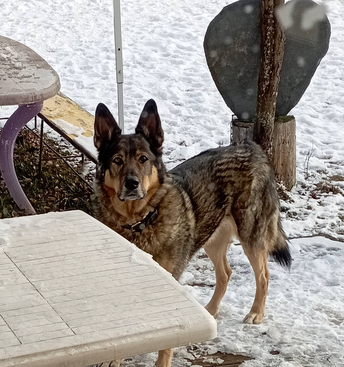 Meiko a rejoint le concours — aidez-le/la à gagner de superbes lots ! art, canidae, canis, carnivore, dog, dog_breed, fawn, guard_dog, herding_dog, outdoor_furniture, snow, sporting_group, street_dog, table, tail, window, wolf, wood, working_animal, working_dog