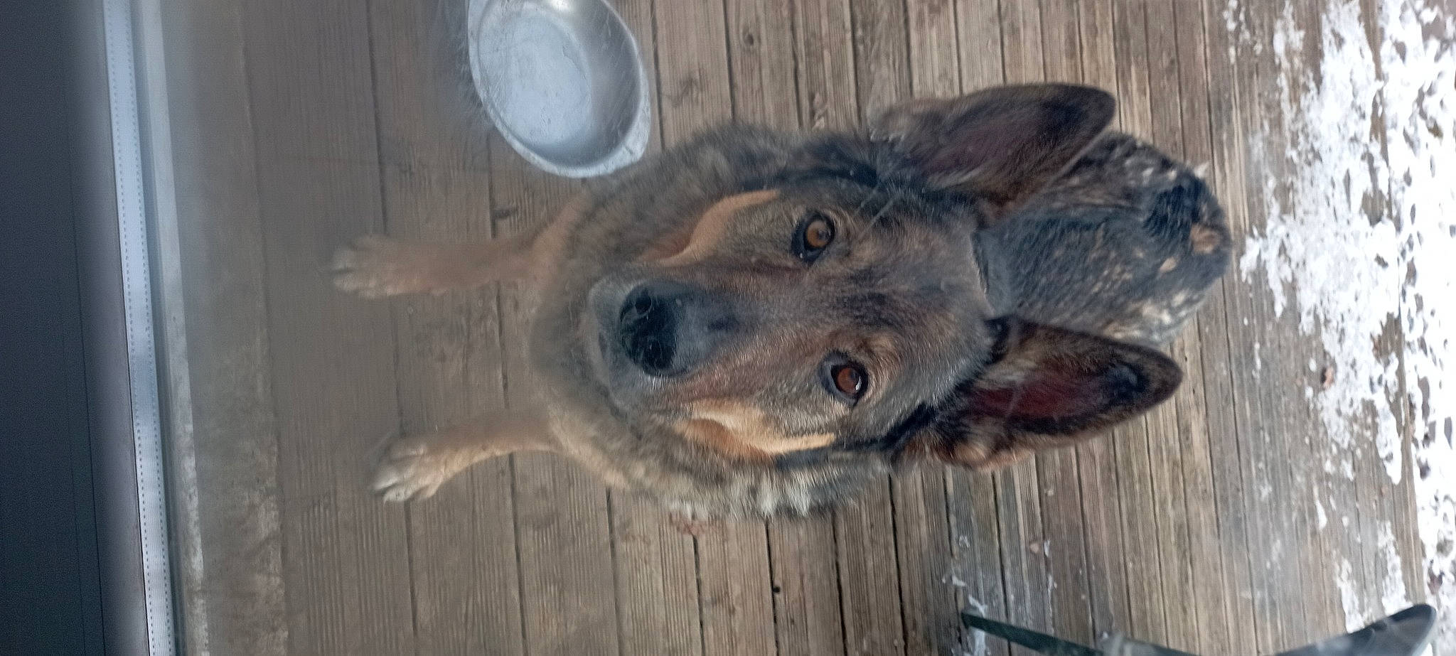 Meiko a rejoint le concours — aidez-le/la à gagner de superbes lots ! canidae, canis, carnivore, dog, dog_breed, fawn, fur, german_shepherd_dog, sporting_group, terrestrial_animal, wood, working_animal, working_dog