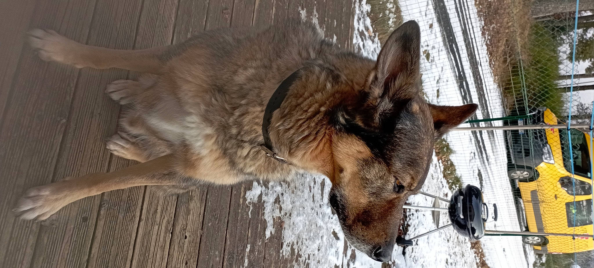 Meiko participe au concours pour gagner de l'argent avec cette photo : canidae, canis, carnivore, dog, dog_breed, east_european_shepherd, fawn, fur, german_shepherd_dog, king_shepherd, old_german_shepherd_dog, snout, snow, sporting_group, sulimov_dog, terrestrial_animal, wildlife, wood, working_animal, working_dog