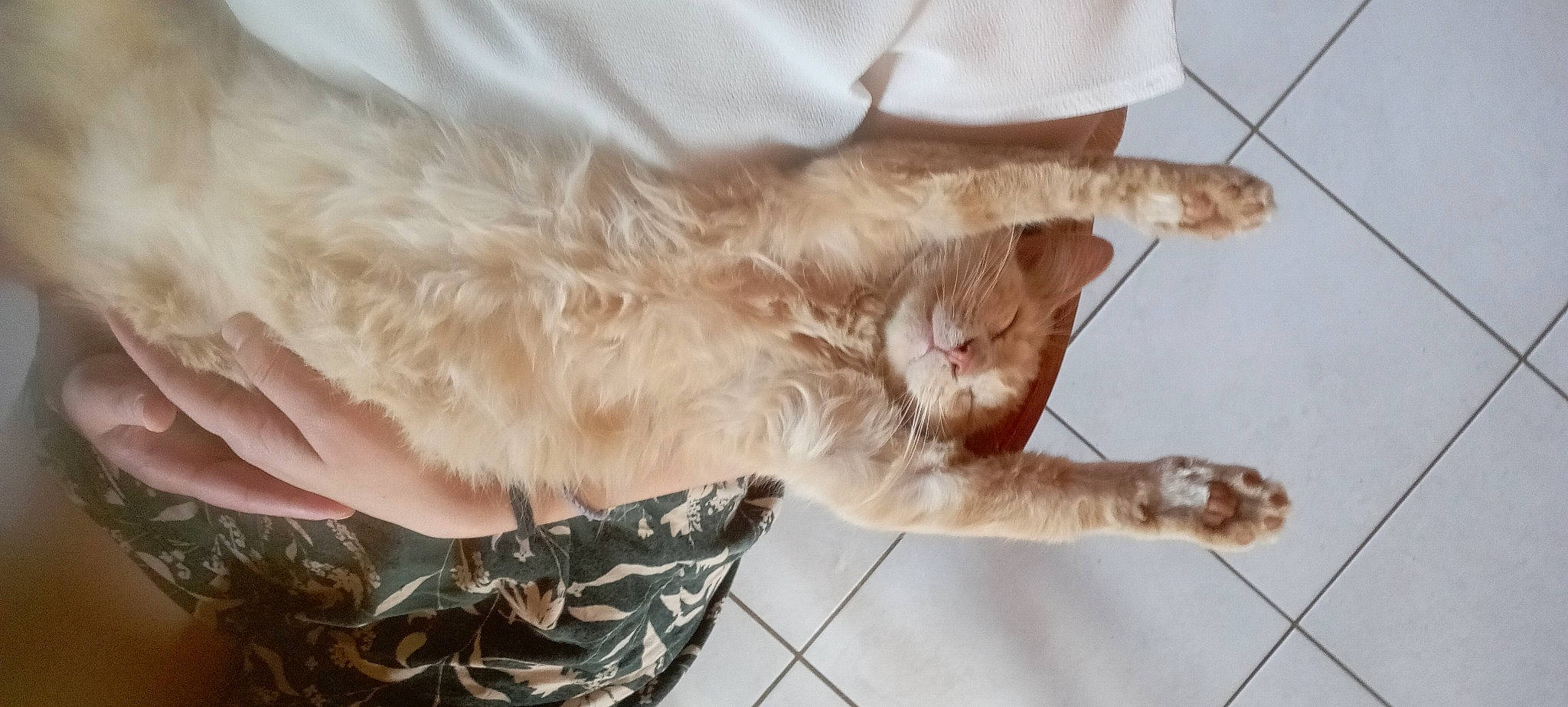 Izis participe au concours pour gagner de l'argent avec cette photo : canidae, carnivore, claw, companion_dog, dog_breed, dress, fawn, feather, felidae, foot, fur, gesture, human_leg, paw, small_to_medium_sized_cats, snout, sporting_group, tail, whiskers, wing