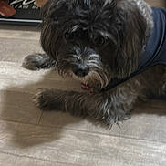 Chewbacca is registered to the contest to win money with this photo: dog, small_dog, shaggy_dog, black_dog, gray_dog, pet, animal, canine, indoors, floor, wood_floor, blue_clothing, collar, long_fur, floppy_ears, looking_at_camera, crouching, home, shoes, portrait