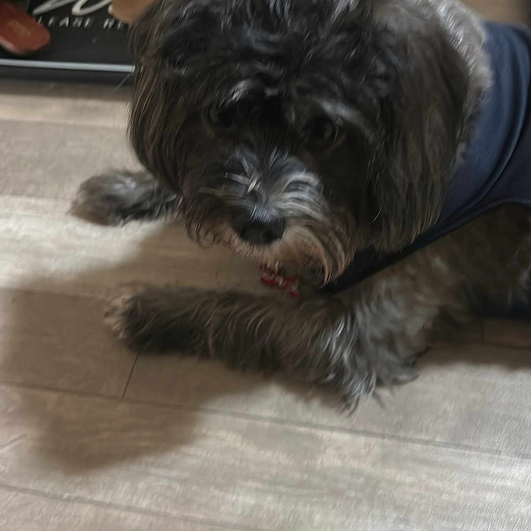 Chewbacca