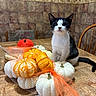 Prince Charming is registered to the contest to win money with this photo: kitten, cat, pumpkins, orange, white, mesh_bag, table, wooden_table, kitchen, wallpaper, floral_pattern, chair, black_and_white, pet, animal, indoor, curious, sitting, decor, fall