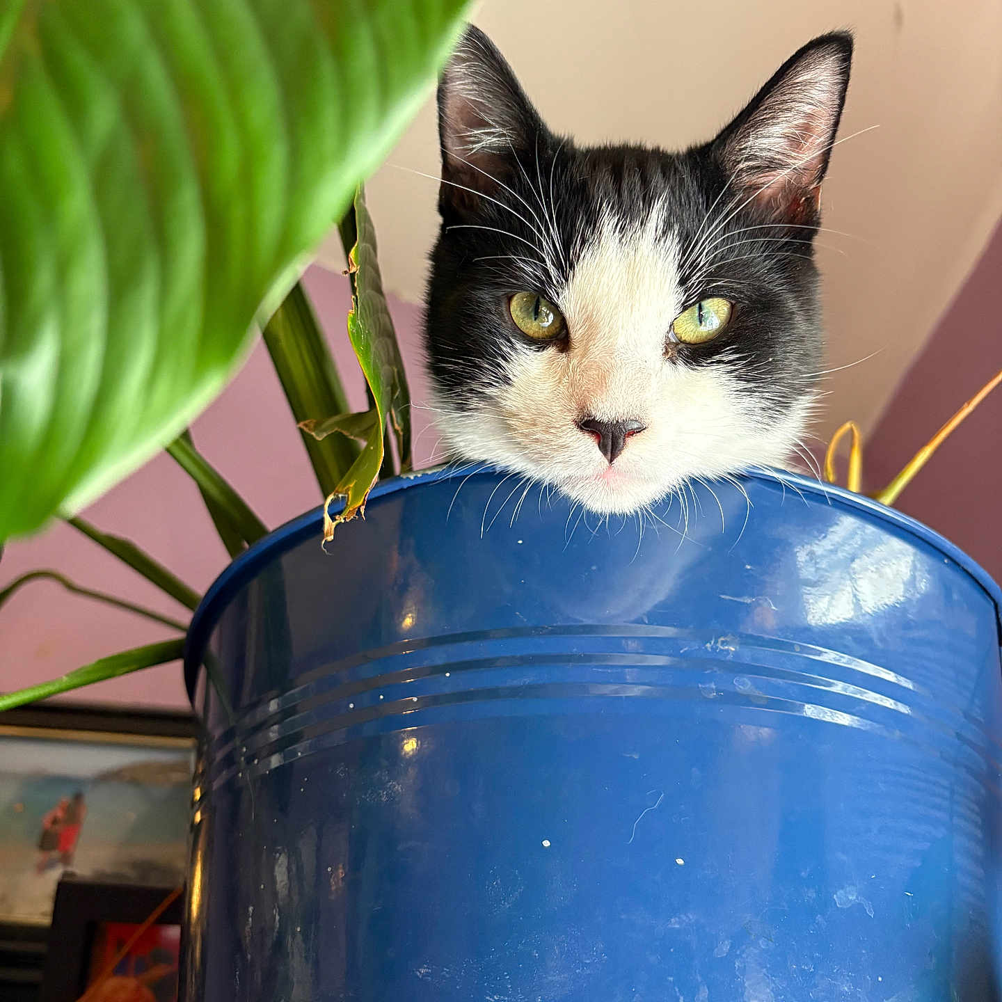 Prince Charming is registered to the contest to win money with this photo: cat, plant_pot, green_leaf, indoor, curious, black_and_white, pet, animal, face, whiskers, close_up, feline, houseplant, container, domestic, cute, hiding, eye_contact, fur, playful