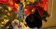Prince Charming is registered to the contest to win money with this photo: black_and_white, cat, celebration, christmas_tree, curious, decorations, door, feline, festive, green, holiday, indoor, lights, ornament, paw, pet, red, ribbon, star, tree_branch