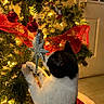 cat, christmas_tree, ornament, star, ribbon, lights, indoor, holiday, decorations, pet, black_and_white, feline, curious, paw, festive, tree_branch, red, green, door, celebration
