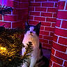 Prince Charming joined the competition — help win amazing prizes! cat, black_and_white, christmas_tree, tree_branch, yellow_light, red_brick_pattern, indoor, festive, decor, floor, animal, pet, curious, sitting, feline, soft_lighting, purple_light, blue_light, cozy, holiday